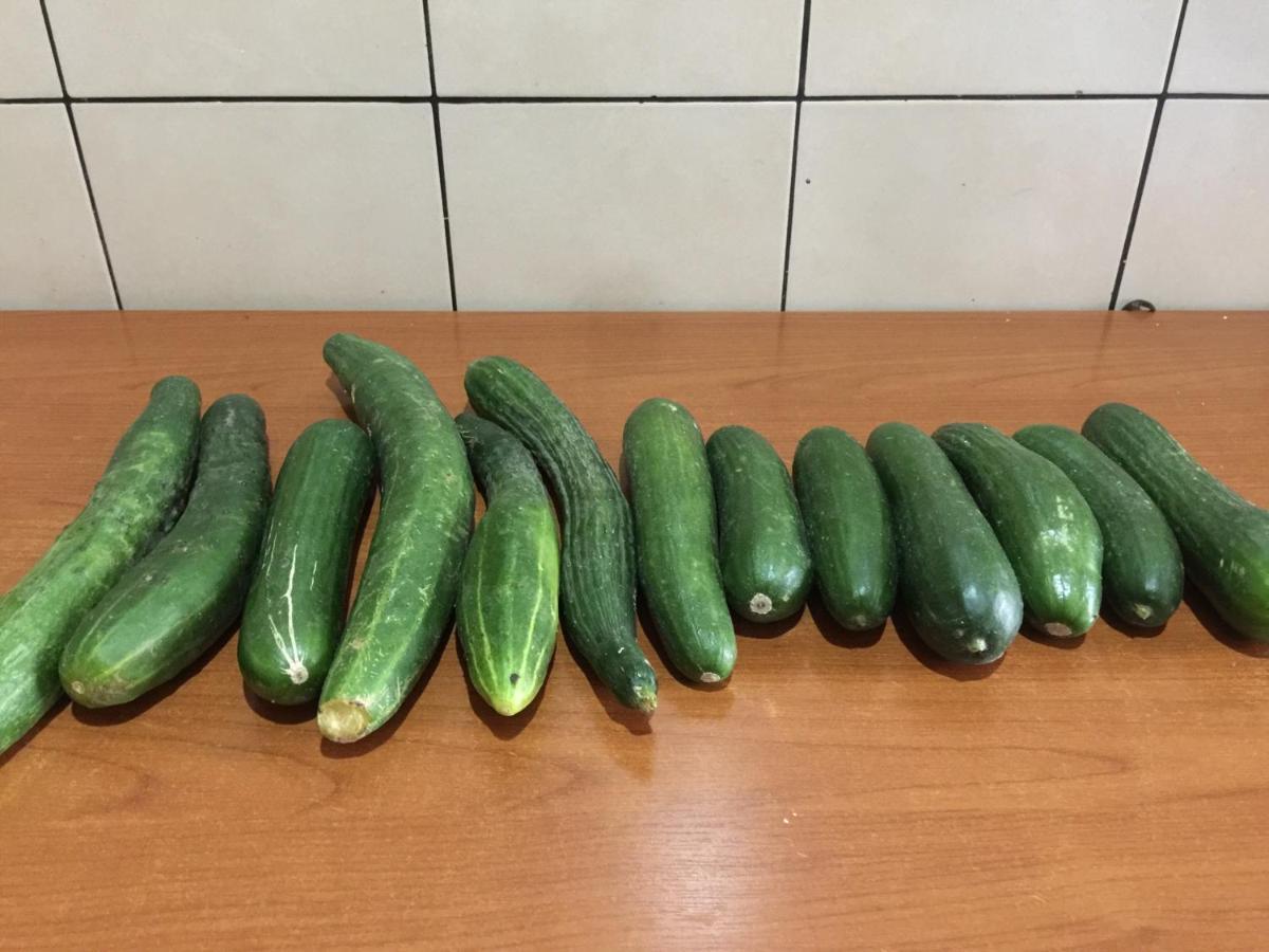 Florians Guesthouse Shkodra Kültér fotó